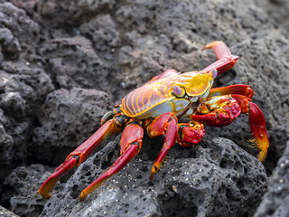 The red rock crab, Grapsus grapsus, is very abundant in the galapagos. Santa Cruz Island in Galapagos National Park, Equador