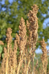 Quinoa plant