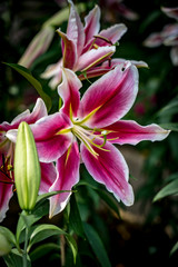 Red Pink lily on green leaves