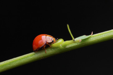red ladybug