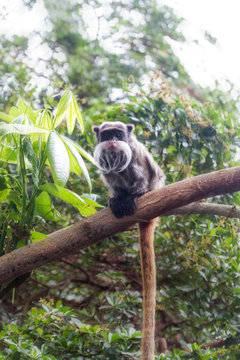  emperor tamarin monkey sat on a branche looking at camera