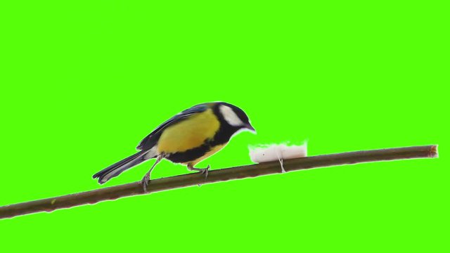 wild bird sitting on a branch and eating the food. isolated green screen