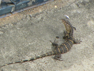 lizard