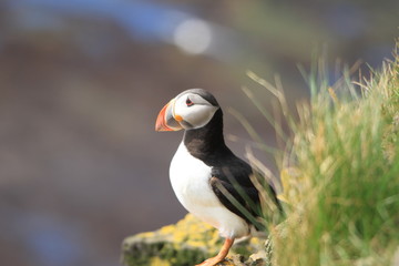 Nahaufnahme von Puffins