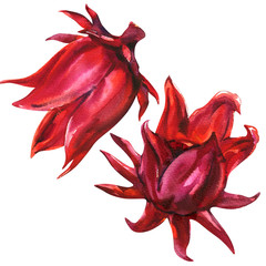 Red roselle, hibiscus sabdariffa, fruit flower, plant, isolated, watercolor illustration on white © lnsdes