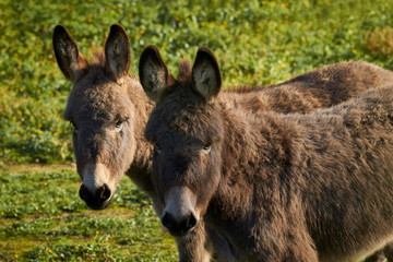 Fototapeta premium Young donkeys grazing