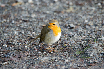 Rotkehlchen (Erithacus rubecula)