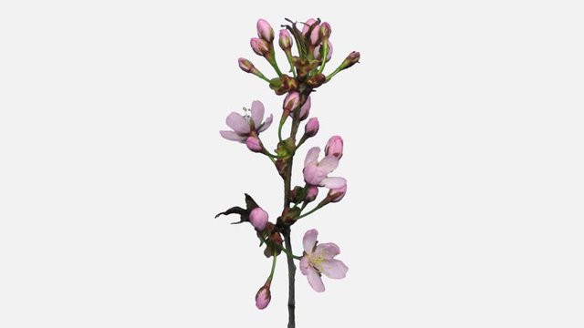 Time-lapse of opening pink sakura blossoms 1x1w in PNG+ format with ALPHA transparency channel isolated on white background