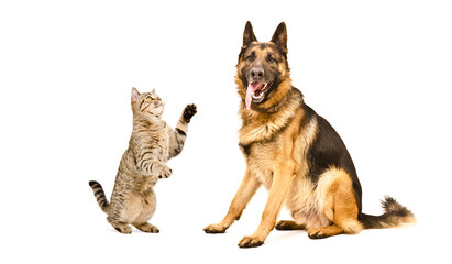 Playful cat Scottish Straight and German Shepherd dog, isolated on white background