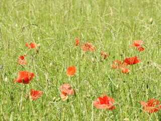 Fototapeta na wymiar Poppies in a field of tall grass in June in Switzerland