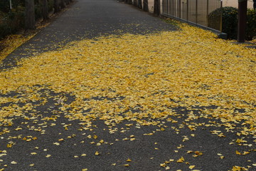 Fallen leaves of ginkgo in autumn park