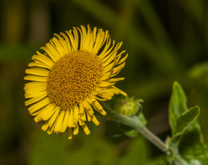 Yellow Flower