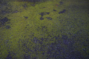 Moss grew on the walking path of asphalt