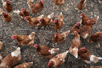 Fototapeta premium Chickens at the poultry farmhouse