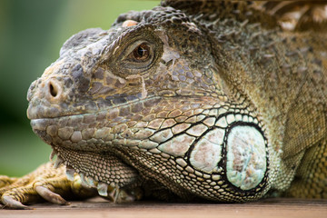 Fototapeta premium a beautiful portrait of a iguana taking a break 