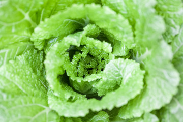 cabbage closeup background