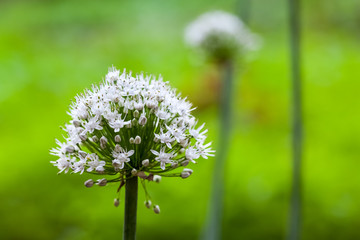 onion flower closeup