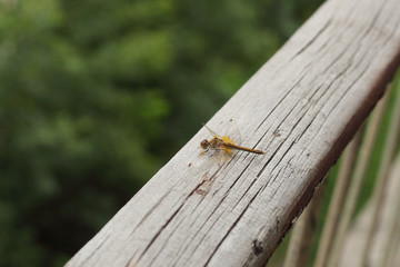 Beautiful dragonfly closeup