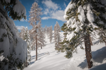 Fir and larch forest covered with snow tilt shift effect, Dolomites, Italy