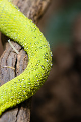 grüne Schlange
