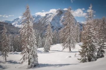 Winter tilt shift view of  fir trees covered with white snow with dolomitic mountain background, Dolomites, Italy