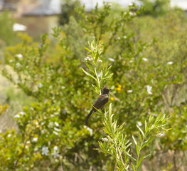 Speckled Mousebird, (Colius striatus), sitting on green shrub looking at camera, with green background, South Africa
