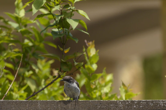Cape Wagtail, sitting on fence with green foliage in background, South Africa