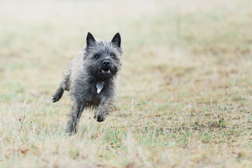 running terrier