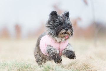 Running Cairn terrier