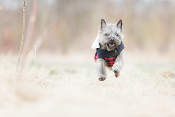 Running Cairn puppy