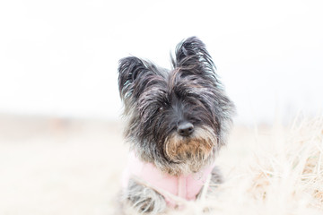 Portrait of Cairn terrier