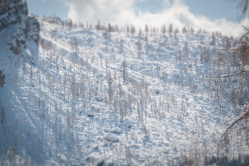 Winter tilt shift view of  fir trees covered with white snow over boulders expanse, Dolomites, Italy