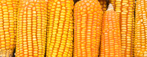 dried corn closeup background