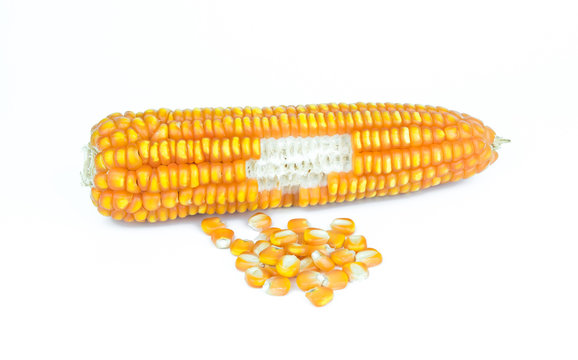 dry corn on white background, dried corn seed