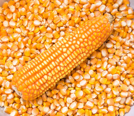 ear of corn on dry corn seed background