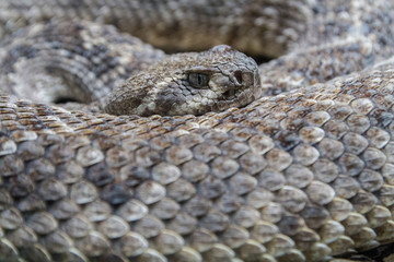 Rattlesnake watching close-up