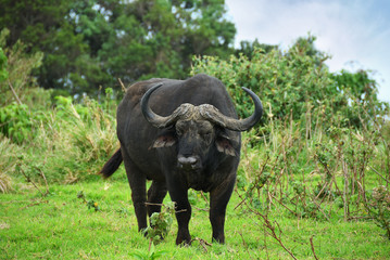 Obraz premium The african buffalo, Tanzania, Africa