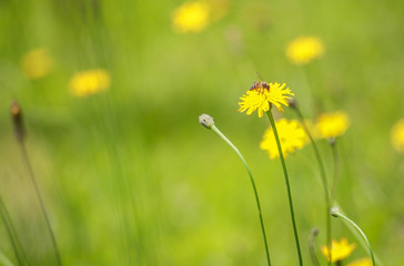 Yellow little flowers and blurred green background