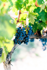 Grapes in vineyard