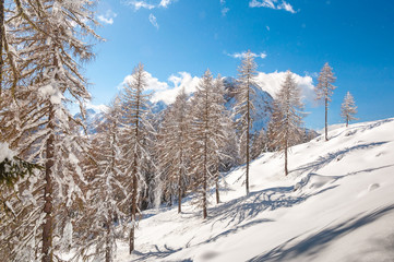 Winter view of  fir trees covered with white snow with dolomitic mountain background, Dolomites, Italy