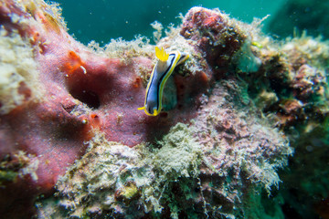 Fototapeta na wymiar Tropical coral reef with nudibranch