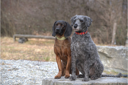 Hunde sitzen auf einem Stein