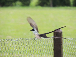 Pajaron a punto de volar