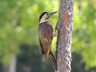 Pajaro carpintero 