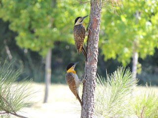 Pajaros Carpintero