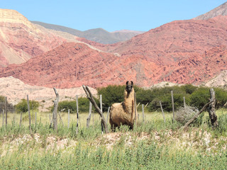 Brown Llama en Salta, Argentina
