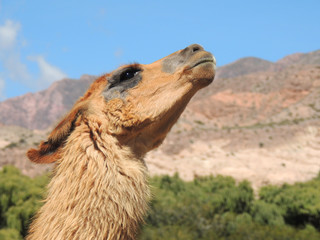 Flawless Brown Llama en Salta, Argentina