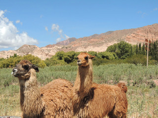 Brown Llamas free