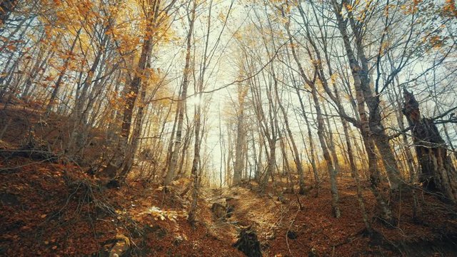 Tracking shot of foliage and trees backlit by a bright morning sun of a beautiful mountain forest at the change of seasons 