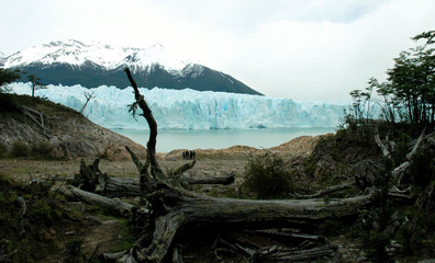 Calafate